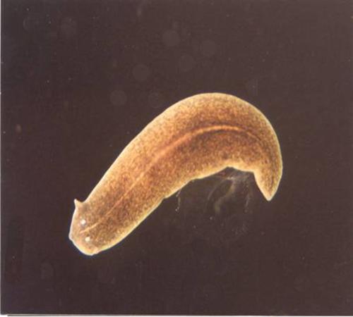 Flatworm